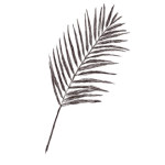 Palm Branch